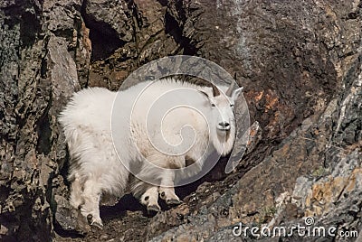 Mountain Goat Stock Photo