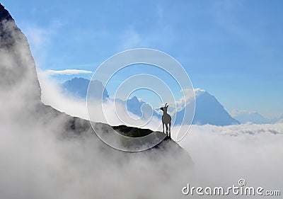 Mountain goat is standing on the top of the hill. High mountains, white clouds below. Stock Photo