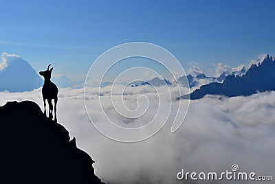 Mountain goat is standing on the top of the hill. High mountains, white clouds below. Stock Photo