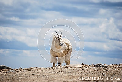 Mountain goat in Colorado`s Rocky Mountains, United States. Stock Photo