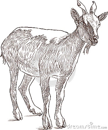 Mountain goat Vector Illustration