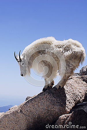 Mountain Goat - Vertical Format Stock Photo