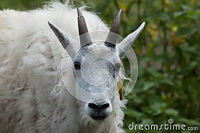 Mountain goat (Oreamnos americanus) Stock Photo