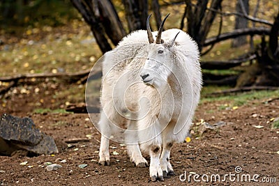 Mountain goat ( Oreamnos americanus ) Stock Photo