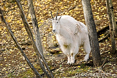 Mountain goat ( Oreamnos americanus ) Stock Photo