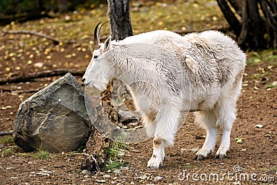 Mountain goat ( Oreamnos americanus ) Stock Photo