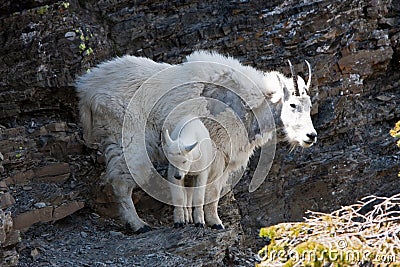 Mountain Goats Stock Photo