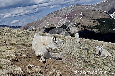 Mountain Goats Stock Photo