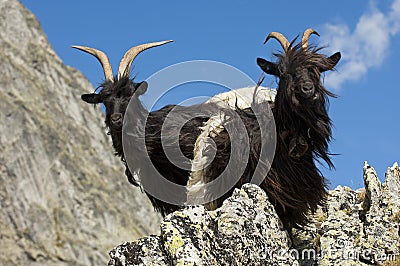 Mountain goats Stock Photo