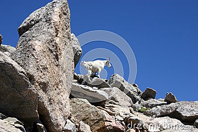 Mountain Goats climbing on rocks Stock Photo