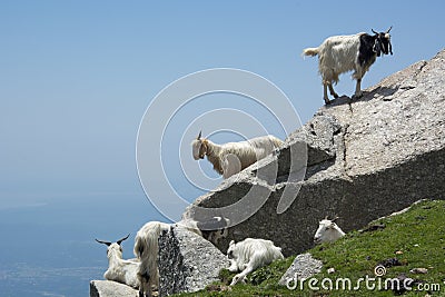 Mountain Goats Climbing Rocks in the Mountains in India Stock Photo