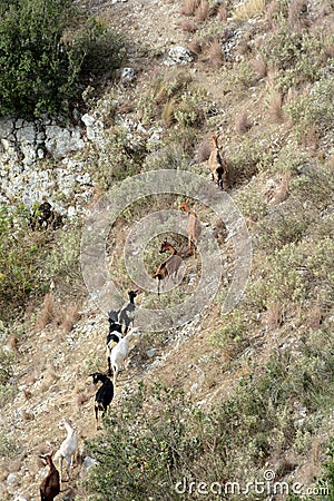 Mountain goats in line are walking Stock Photo