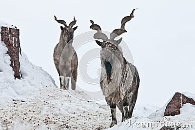 Mountain goats Markhor among the snow and rocky ledges against the white sky Stock Photo