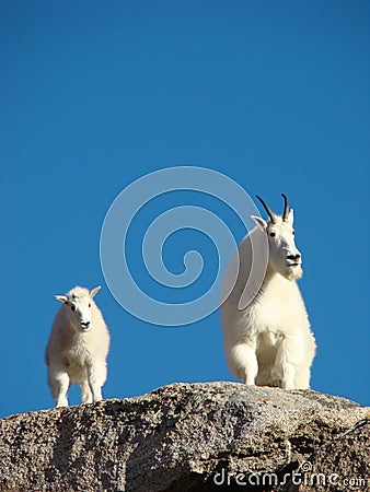 Mountain Goats on Mount Evans Stock Photo