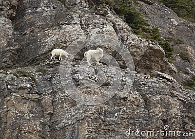 Mountain goats Oreamnos americanus on a cliff in Glacier National Park Stock Photo