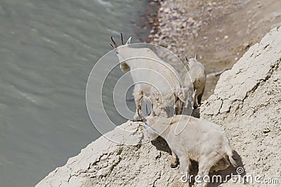 Mountain goats on top of a cliff Stock Photo