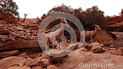 Mountain goats in Zion Canyon, Utah Stock Photo