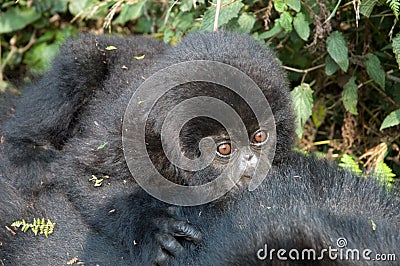 Mountain Gorilla, berggorilla, Gorilla beringei Stock Photo