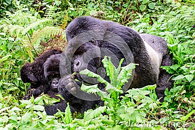 Mountain gorilla family in the undergrowth Stock Photo