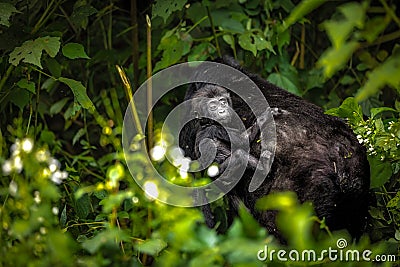 Mountain Gorilla mother and baby Stock Photo