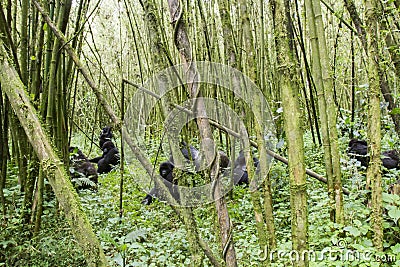 Mountain gorilla group in Volcanoes National Park, Virunga, Rwanda Stock Photo