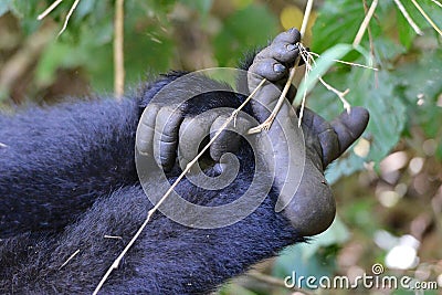 Mountain Gorilla Playtime Stock Photo