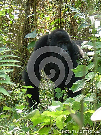Mountain gorilla in Uganda in Africa Stock Photo