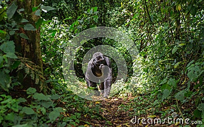 Mountain gorillas in the rainforest. Uganda. Bwindi Impenetrable Forest National Park. Cartoon Illustration