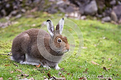 Mountain Hare Stock Photo