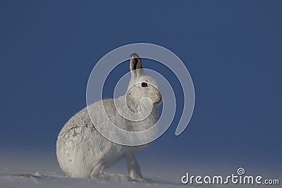 Mountain hare, Lepus timidus, sitting, running on a sunny day in the snow during winter in the cairngorm national park, scotland Stock Photo
