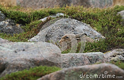 A beautiful Mountain Hare Lepus timidus taking shelter in the mountains in the highlands of Scotland, in a `form`, which is simp Stock Photo