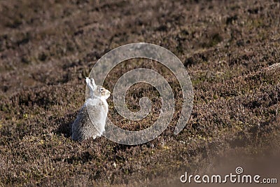 Mountain hare with winter coat in mixture of snow and bare ground Stock Photo
