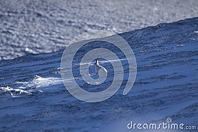 Mountain hare with winter coat in mixture of snow and bare ground Stock Photo