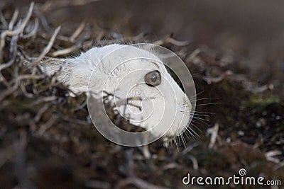 Mountain hare with winter coat in mixture of snow and bare ground Stock Photo