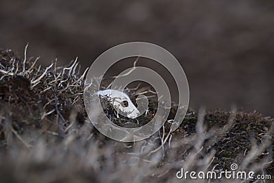 Mountain hare with winter coat in mixture of snow and bare ground Stock Photo