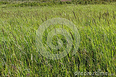 Mountain herbage. Wild grass Stock Photo