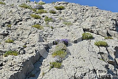 Mountain herbs Stock Photo