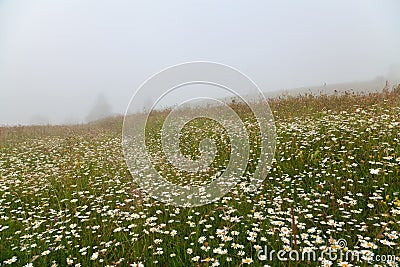 Mountain hill with white flowers, foggy background. Ukraine, Carpathians Stock Photo