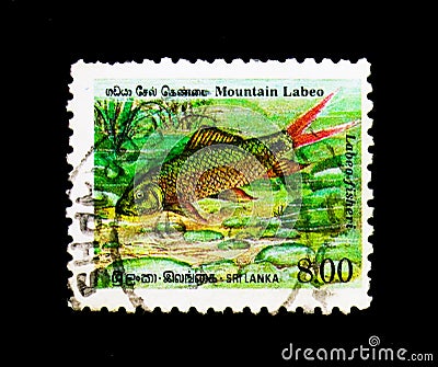 Mountain Labeo Labeo fisheri, Endemic Fish serie, circa 1990 Editorial Stock Photo