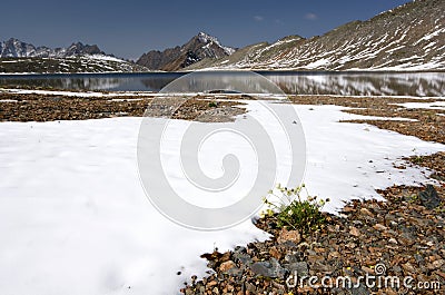 Mountain lake, snow, stones and yellow flowers Stock Photo