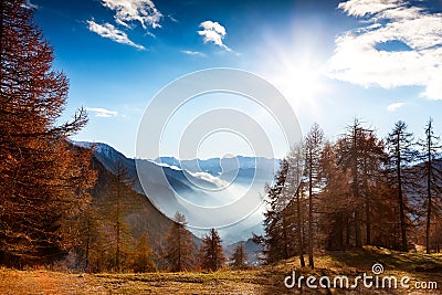 Mountain landscape in autumn: larch trees, shining sun, foggy va Stock Photo