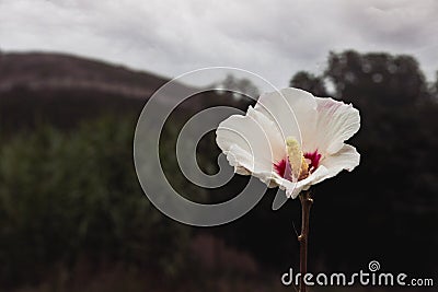 Mountain landscape with close-up of a white Hibiscus syriacus Stock Photo