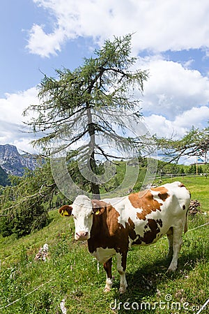 Mountain landscape with cow in foreground, Italian alps Stock Photo