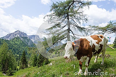 Mountain landscape with cow in foreground, Italian alps Stock Photo