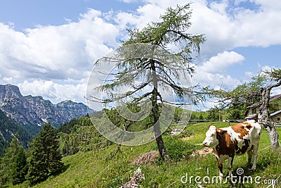 Mountain landscape with cow in foreground, Italian alps Stock Photo