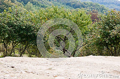 Mountain landscape - horizontal photo. Fruit trees on the slope of the mountain against the background of the mountain landscape Stock Photo