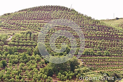Green mountains landscape in Lebanon fruits groves near laqlooq Stock Photo