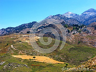 Mountain landscape with lone tree on yellow field Stock Photo