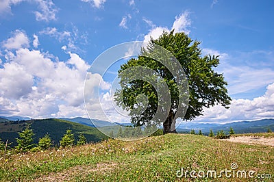 Mountain landscape with lonely beech tree in the foreground. Sunny day. Carpathians, Ukraine Stock Photo