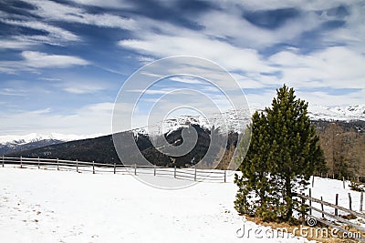 Mountain landscape panorama with spruce and pine trees and ground covered by snow in a ski area in the Alps during a sunny day Stock Photo